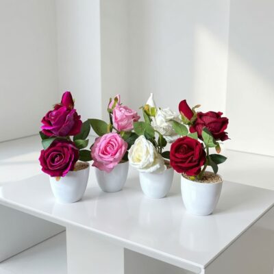 Arreglo de Rosas Dobles en Maceta Colores